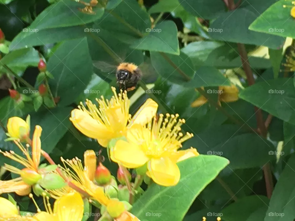 Bee up a yellow flower 