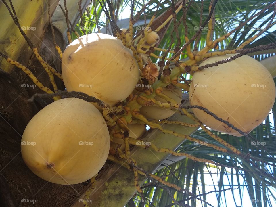 Three Fresh Coconut