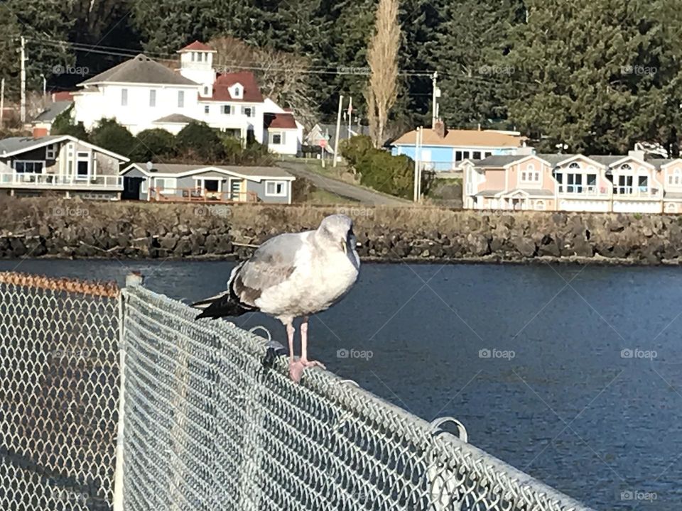 Seagull on fence