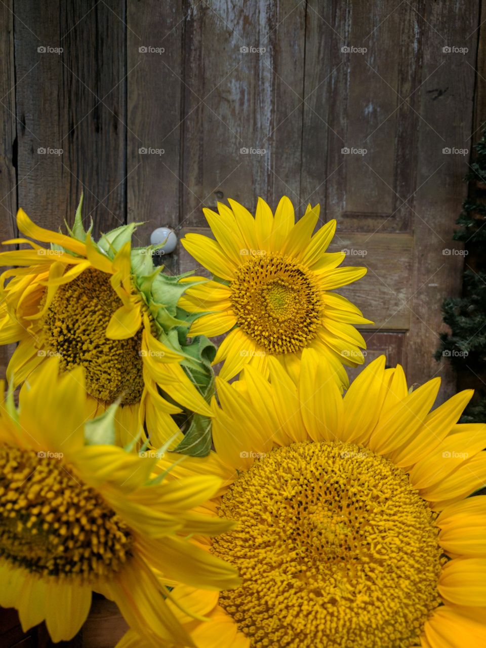 Happy Sunflowers