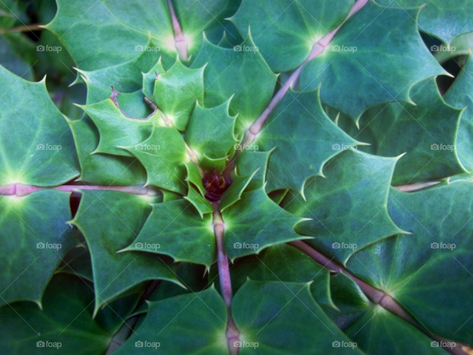 green nature pattern plant by Amy