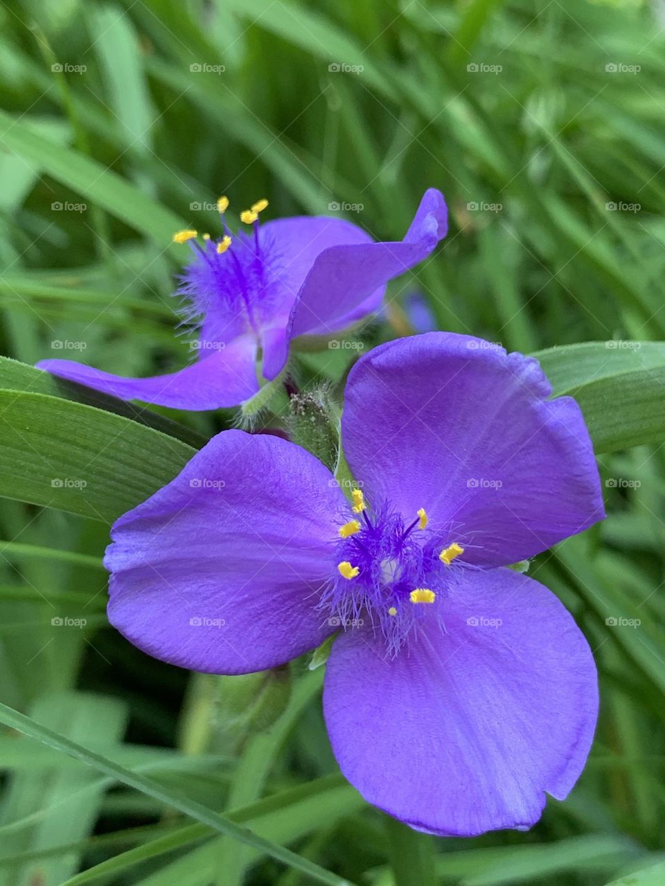 Flower blossoms of Virginia spiderwort