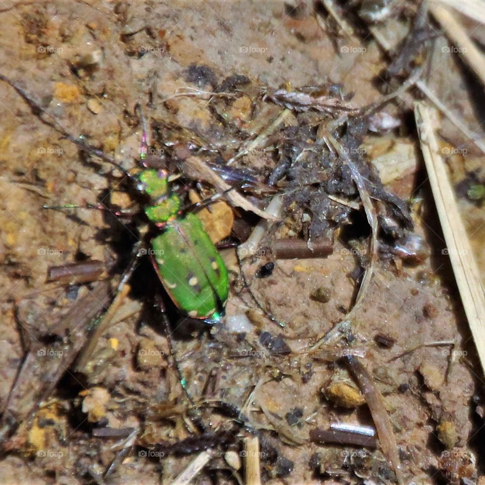 Green tiger beetle enjoying the sun