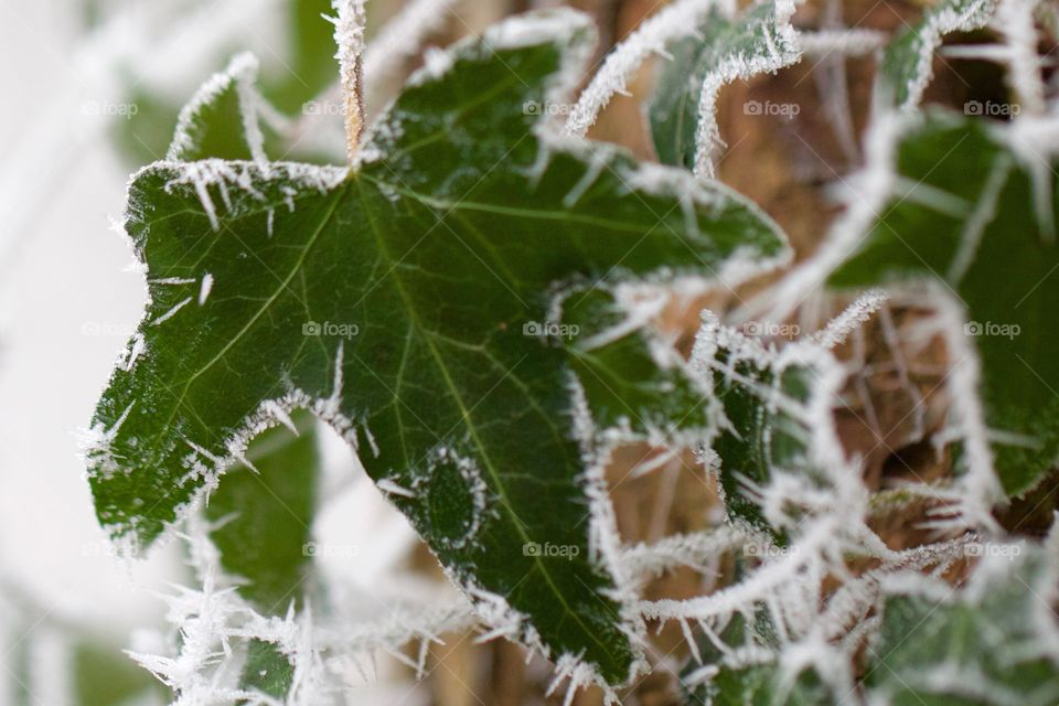 Close up of frozen leaf