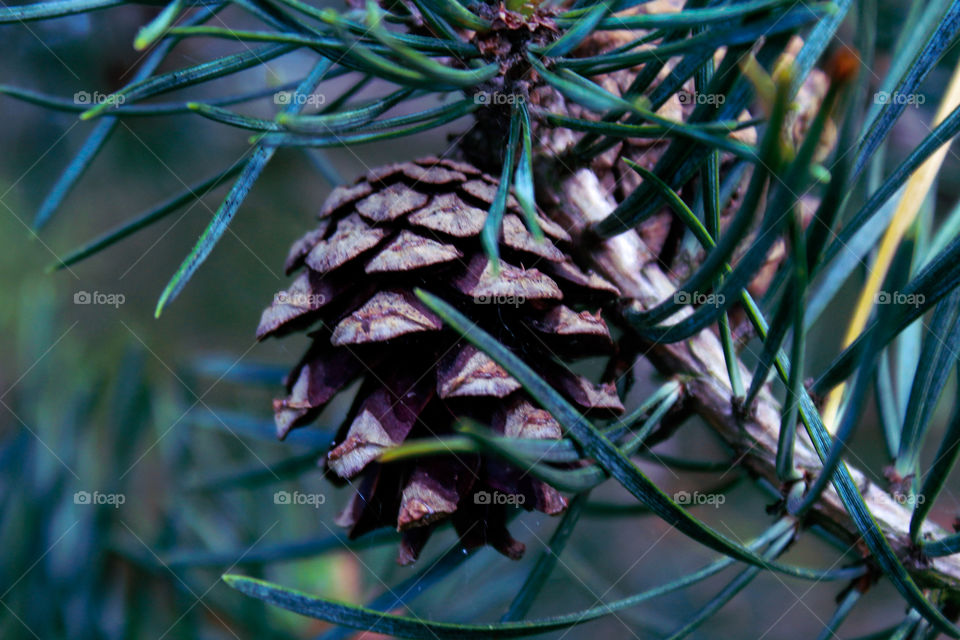 Winter pinecone