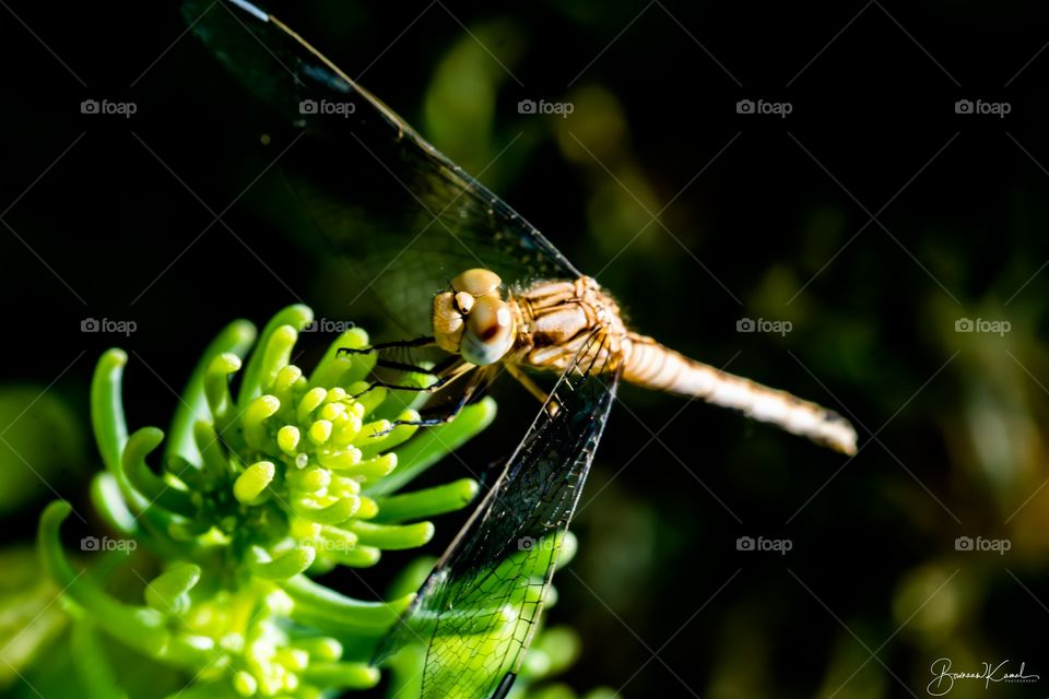 Libellulidae (Skimmer Dragon Fly), Kuwait