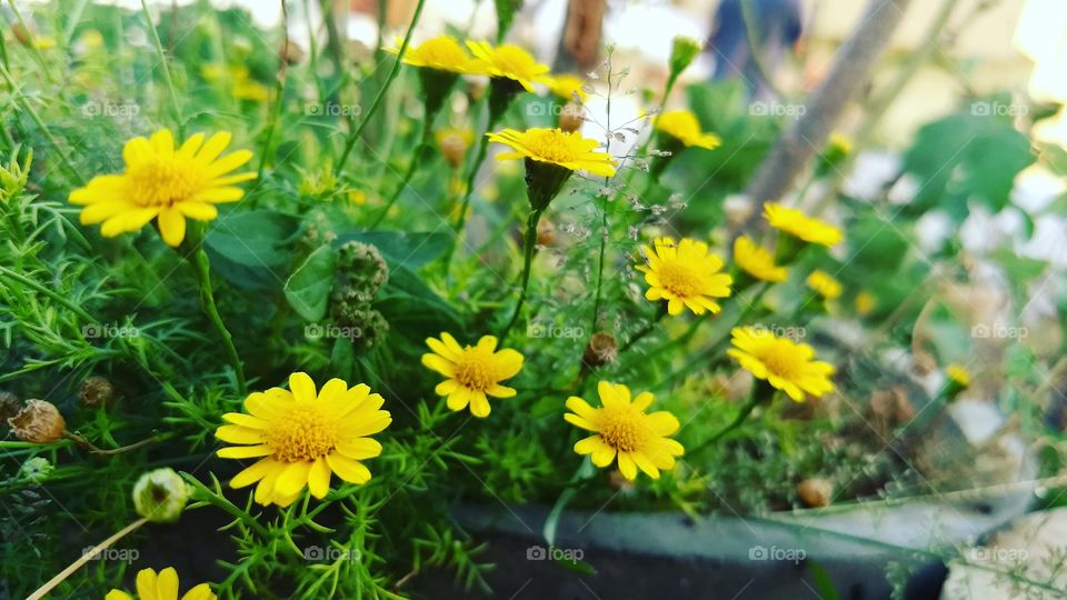Nature, Summer, Flower, Flora, Grass