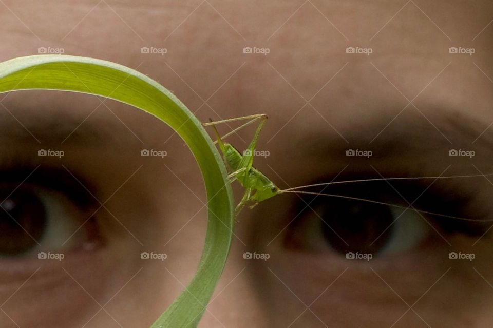 Woman inspecting a katydid