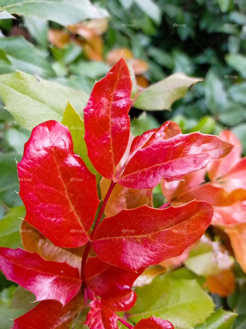 red leaves