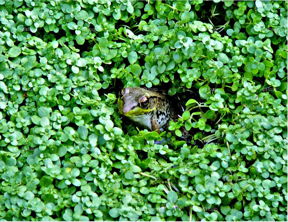Frog in clovers