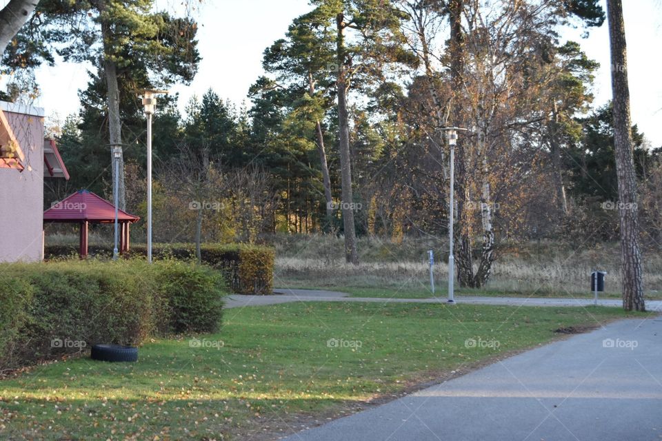 Tree, No Person, Landscape, Road, Wood