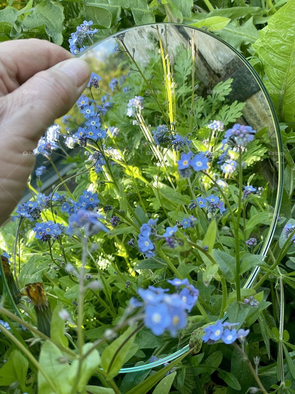 Mirror reflecting some sunshine amongst some forget-me-not blue flowers 