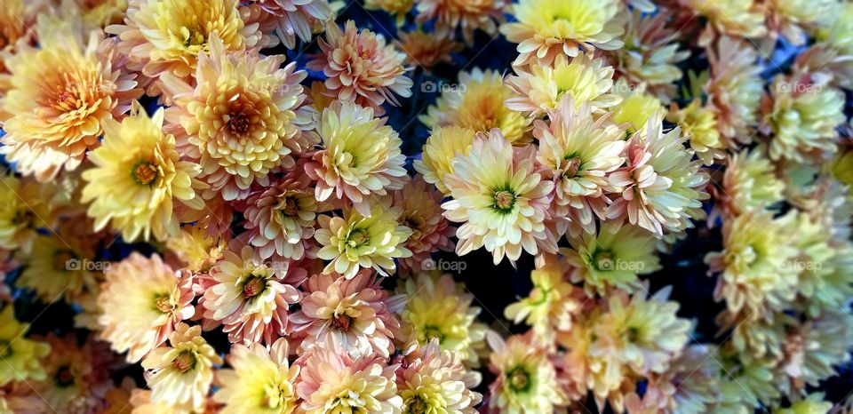 yellow pink chrysanthemums