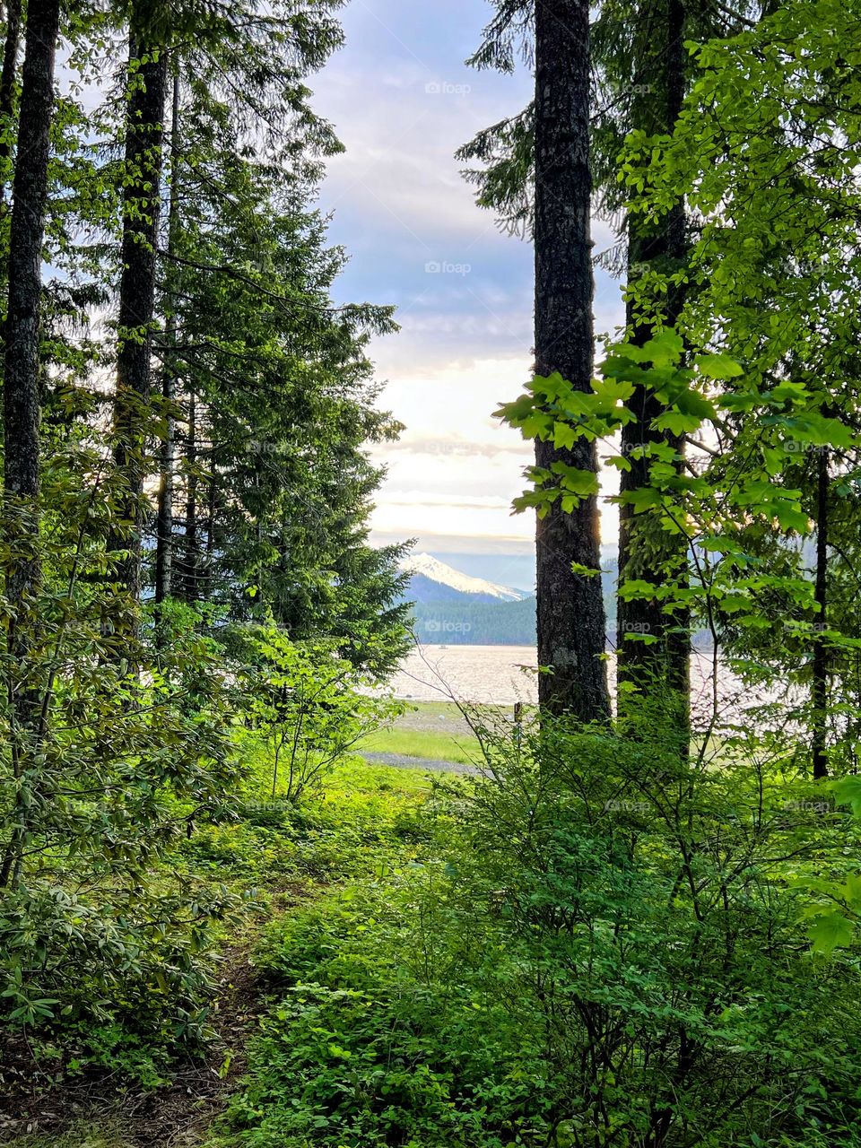 Mountain through the trees