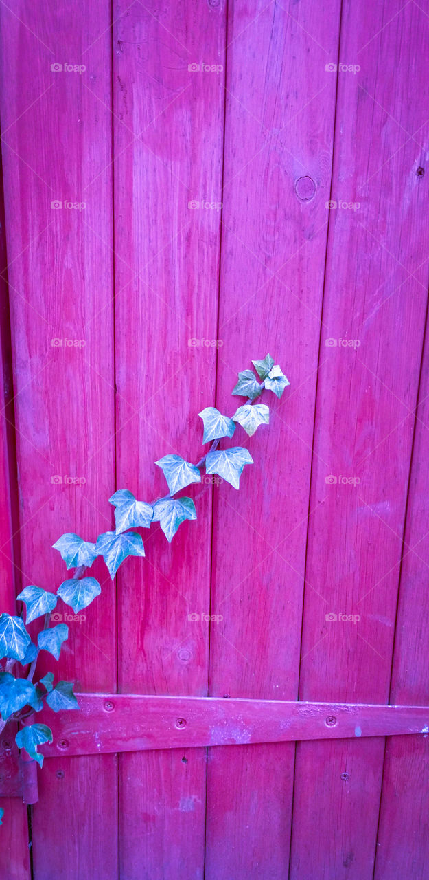 Ivy growing on wooden fence