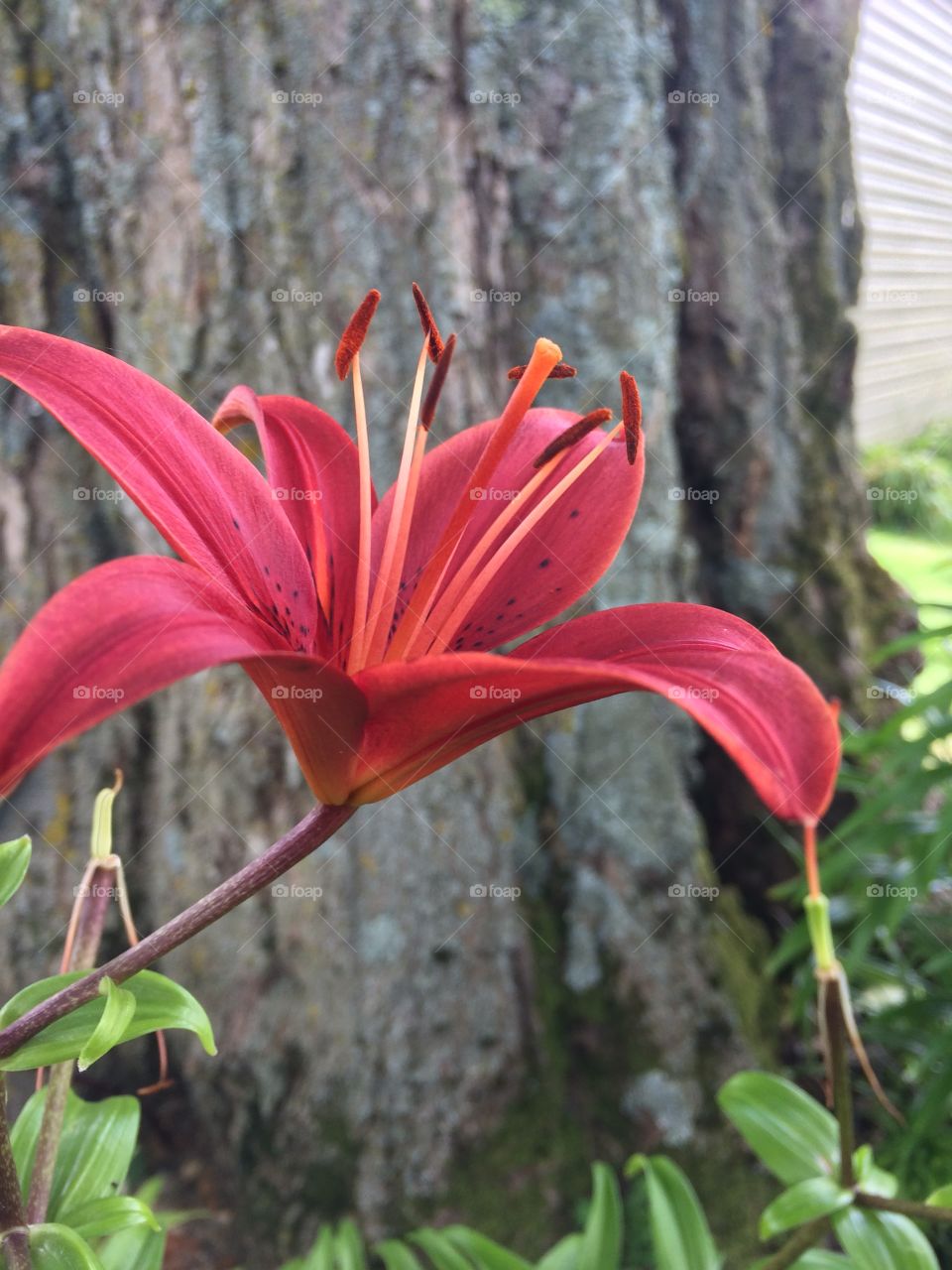 Red lily