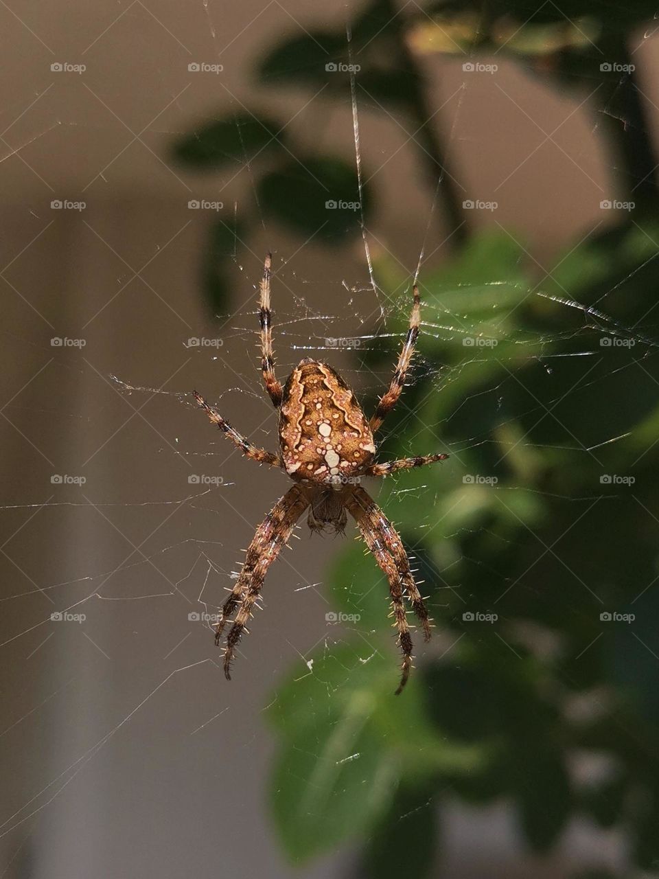 Collour photo of this beautifull spider