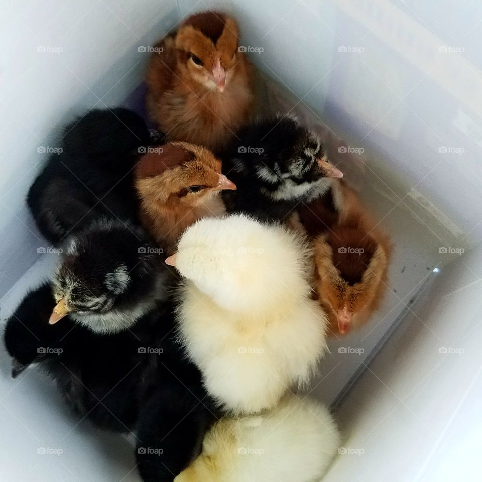 New Chicks, my future layers!