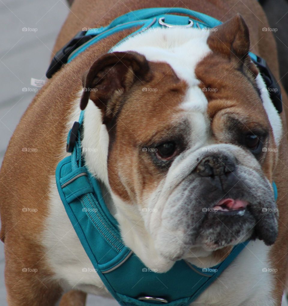 Closeup of brown and white bulldog with troubled face 