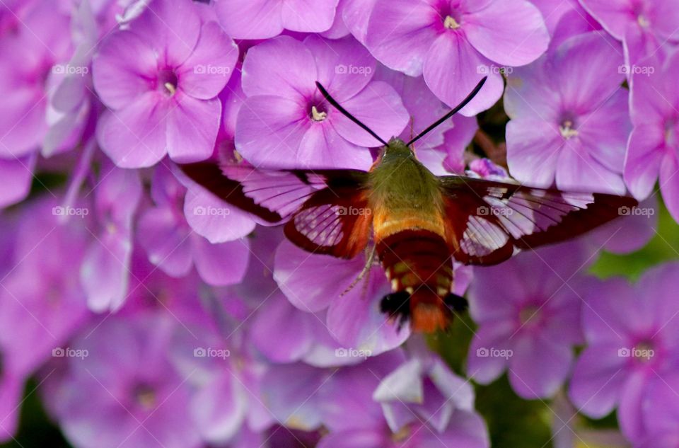 Hummingbird Clearwing Moth in the garden 