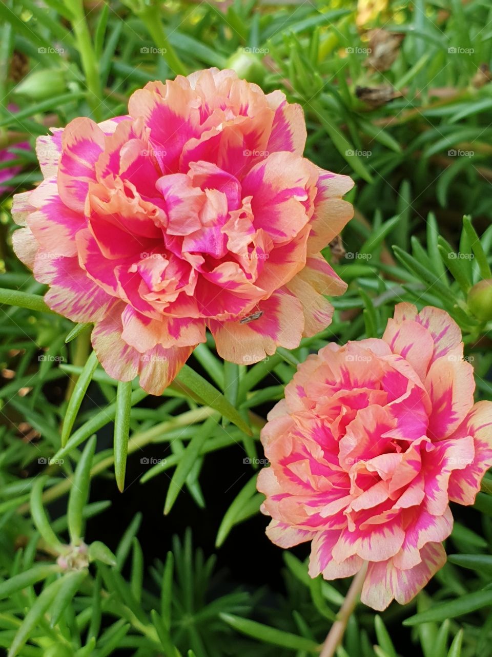 the portulaca grandiflora