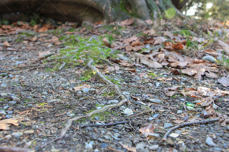 The root of a tree appearing through the ground.