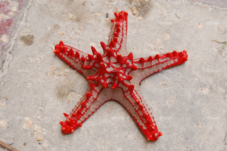 Red Starfish on Zanzibar Africa.