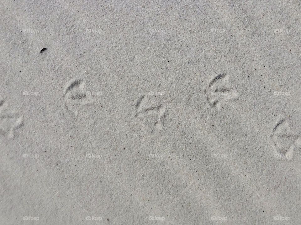 Seagull prints on rippled sand