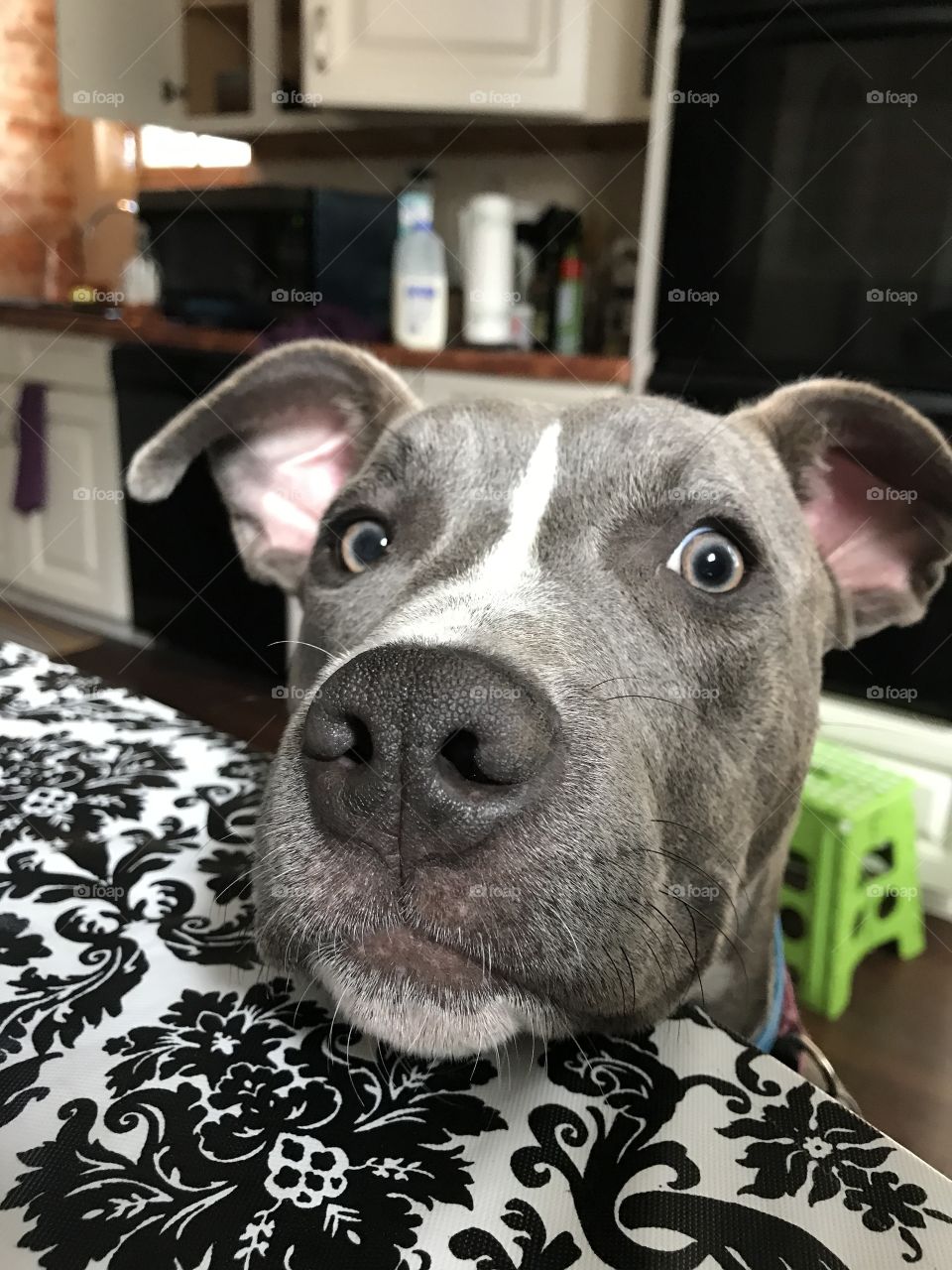 Nosy Pitbull Puppy