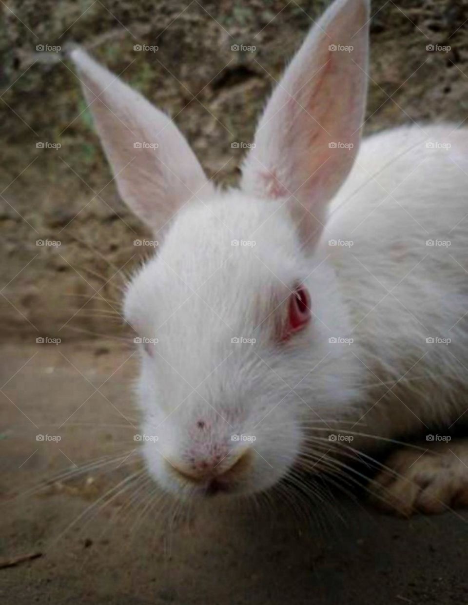 a small rabbit looking camera