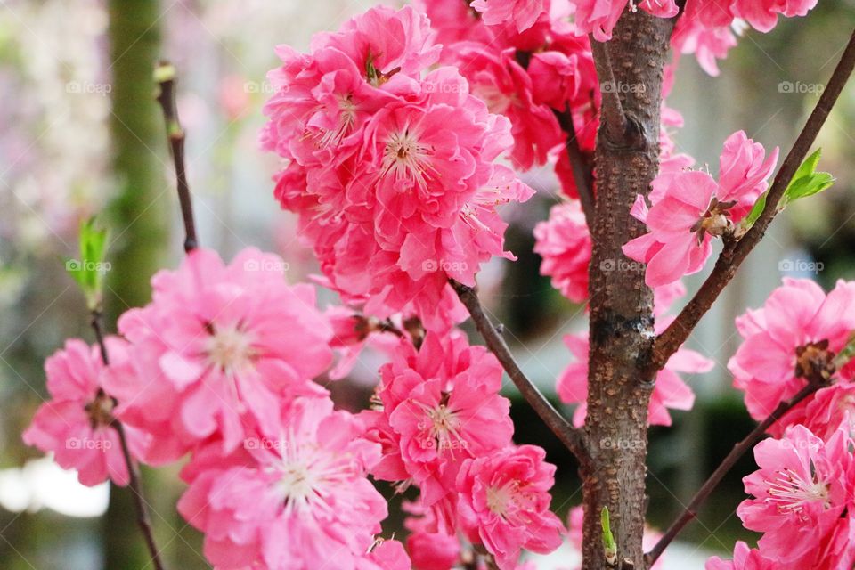 Japanese Cherry Blossoms mark the arrival of spring—the season of new beginnings!