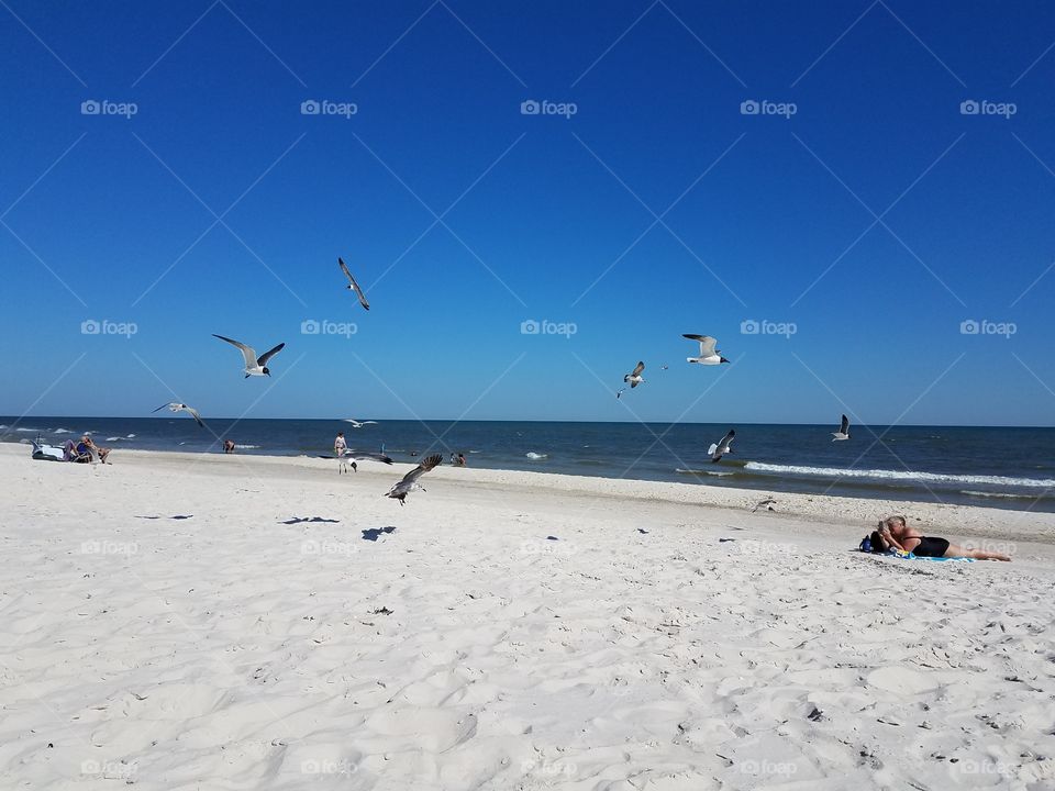 Seagulls at Play