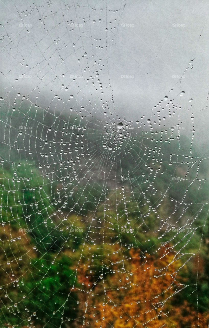Spiderweb after the rain