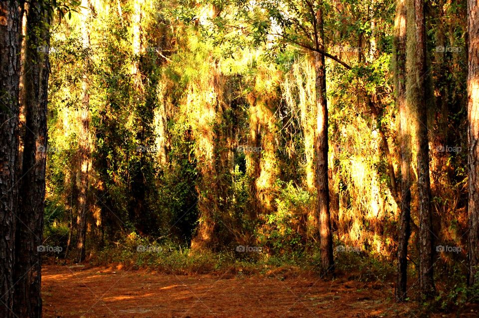 Trees in the forest