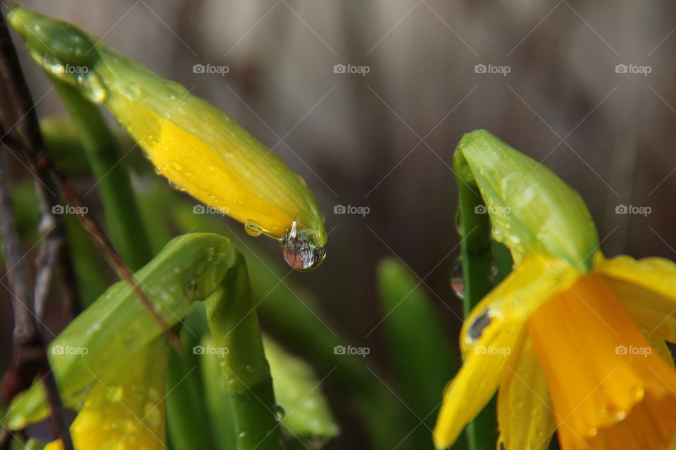 Closed daffodil with a drop of water