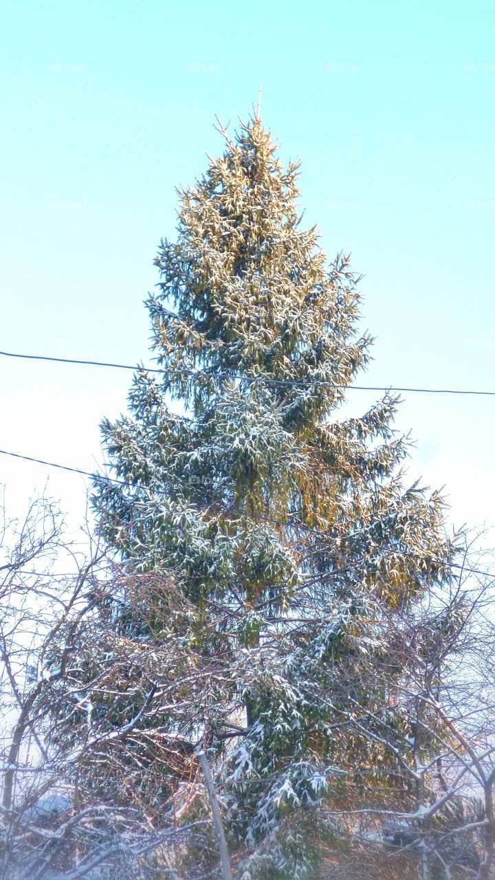 the tree in snow