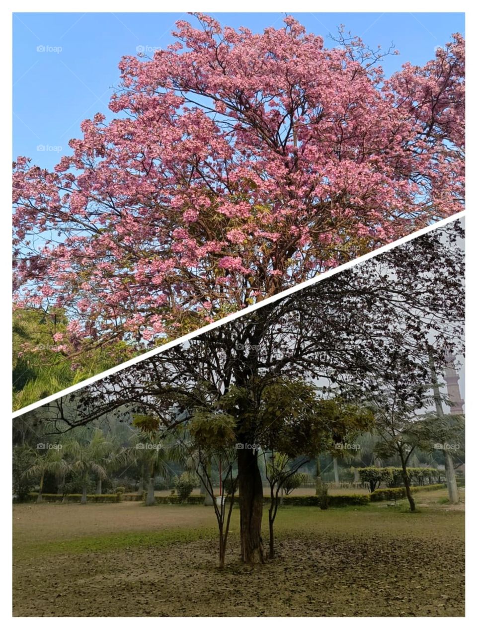 Wow, those pink flowers are so pretty. That's a lovely contrast with the pink flowers against the tree! It's like nature's own artwork. ๐ธ๐ณ