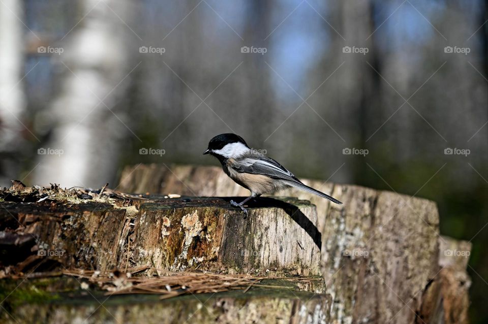 A small chickadee on a tree stump