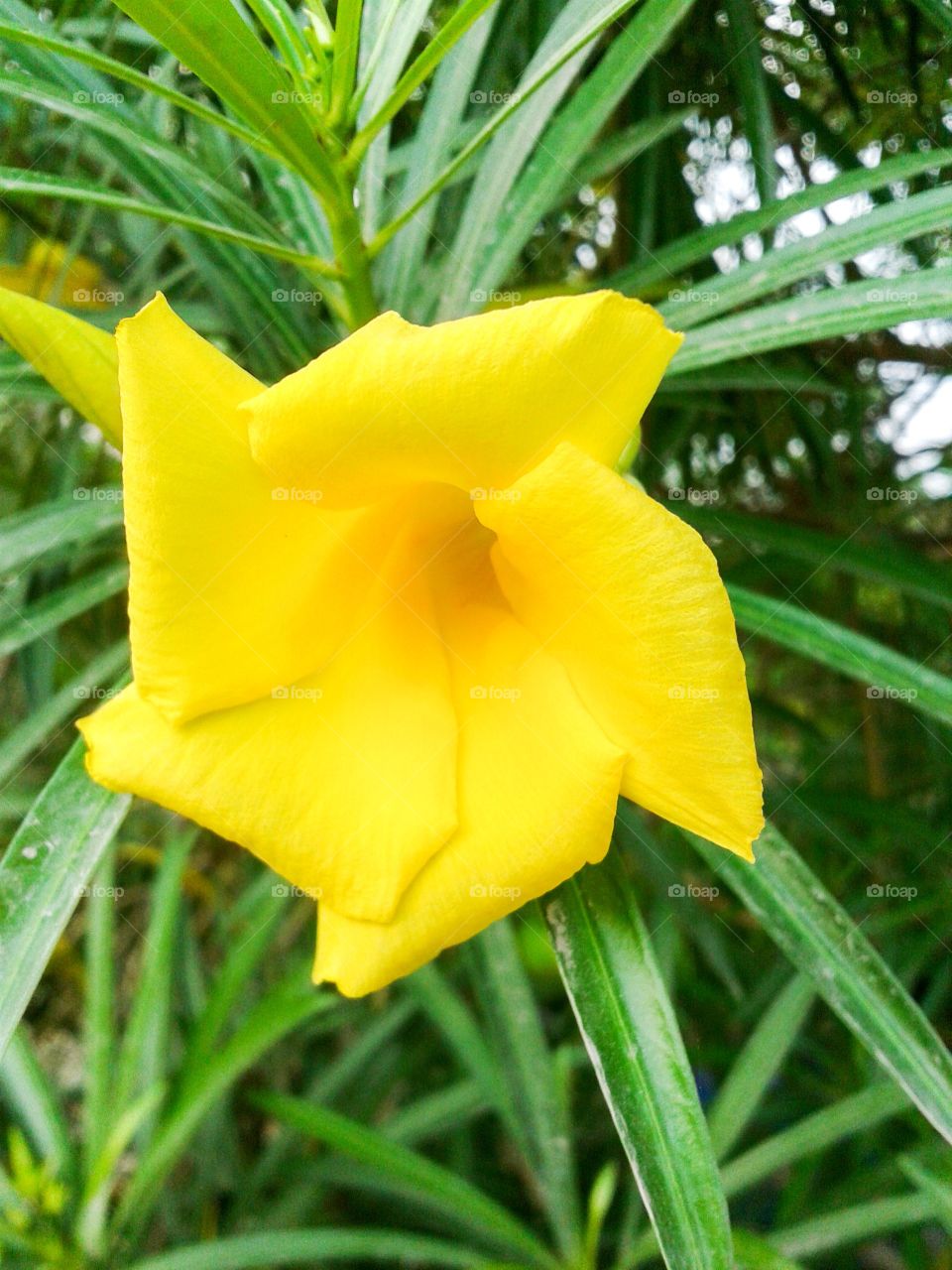 yellow oleander flower. flower in garden