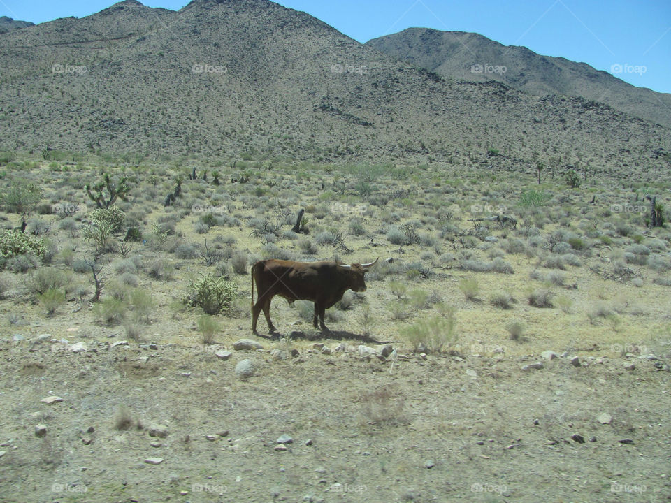 arizona mountains desert steer by danelvr032708