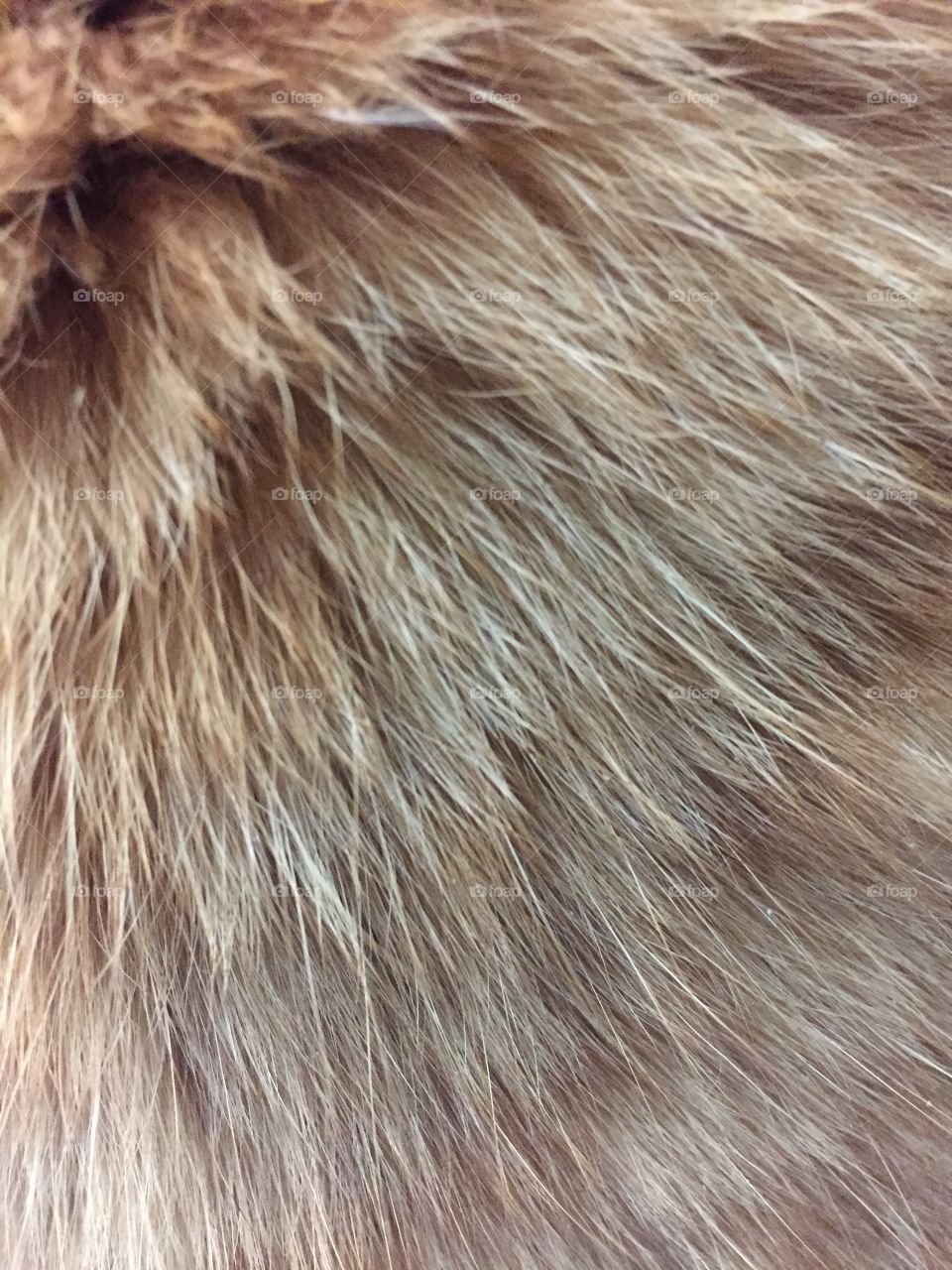 Cat hair study