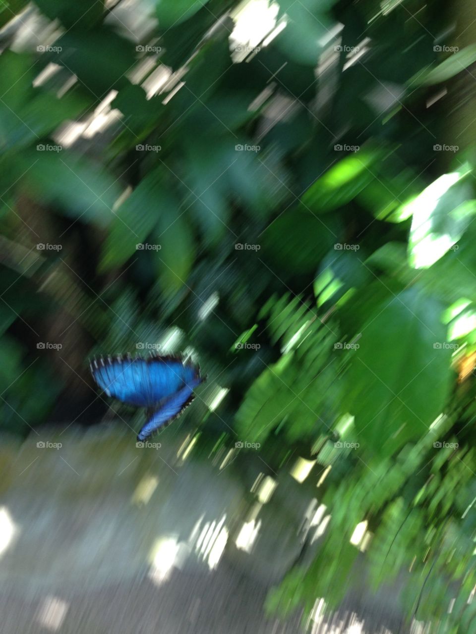 The elusive blue butterfly