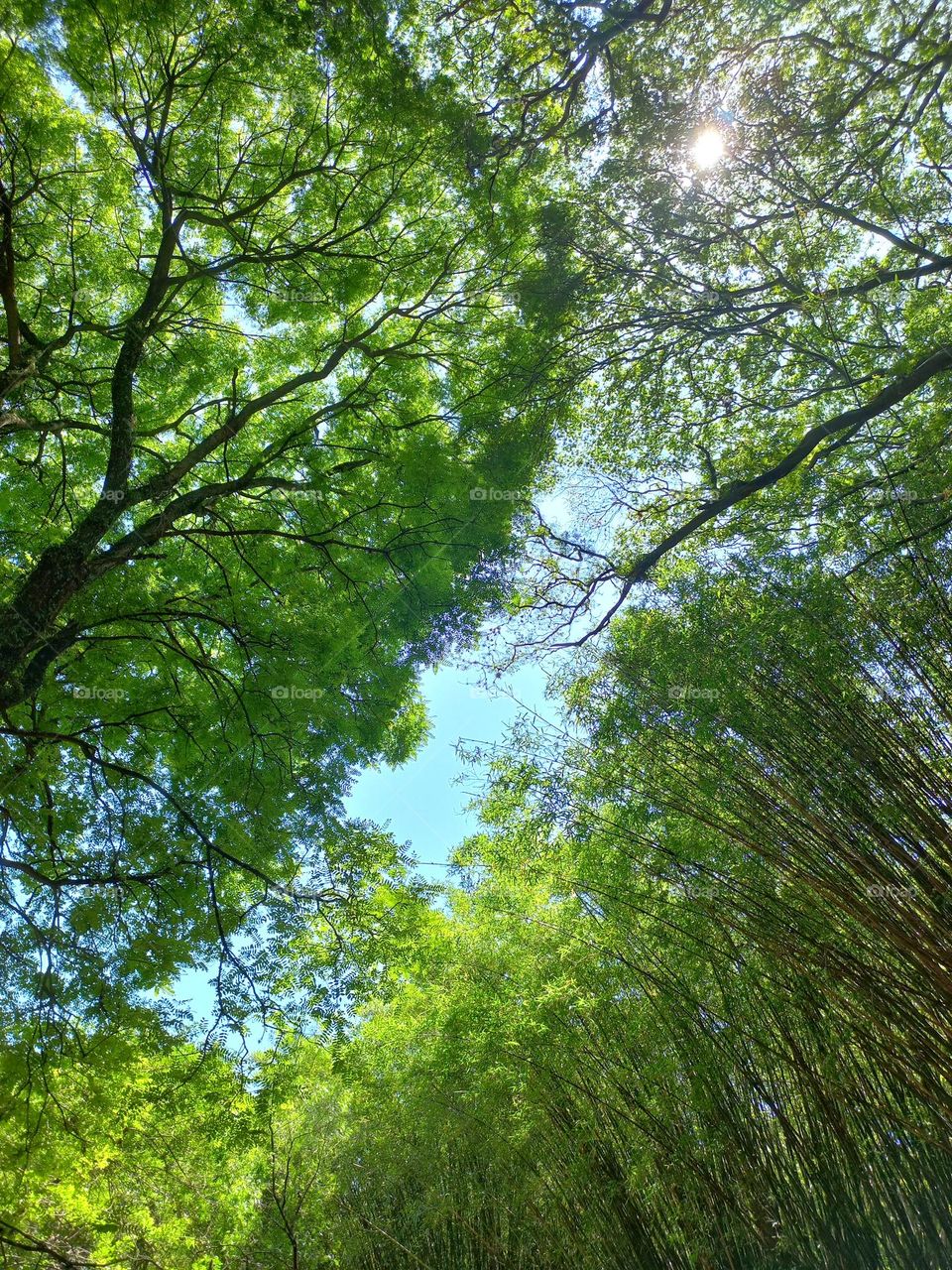 sky of a tropical forest