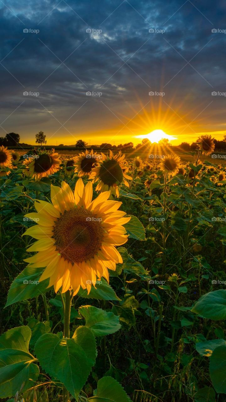 Sunflowers