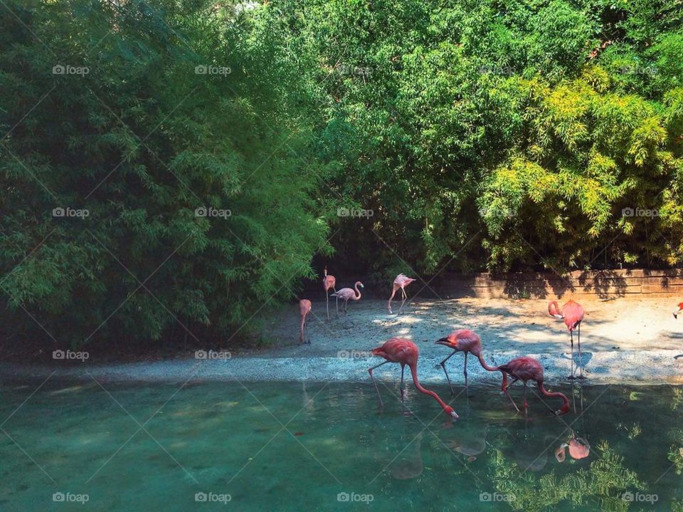 Flamingos chilling