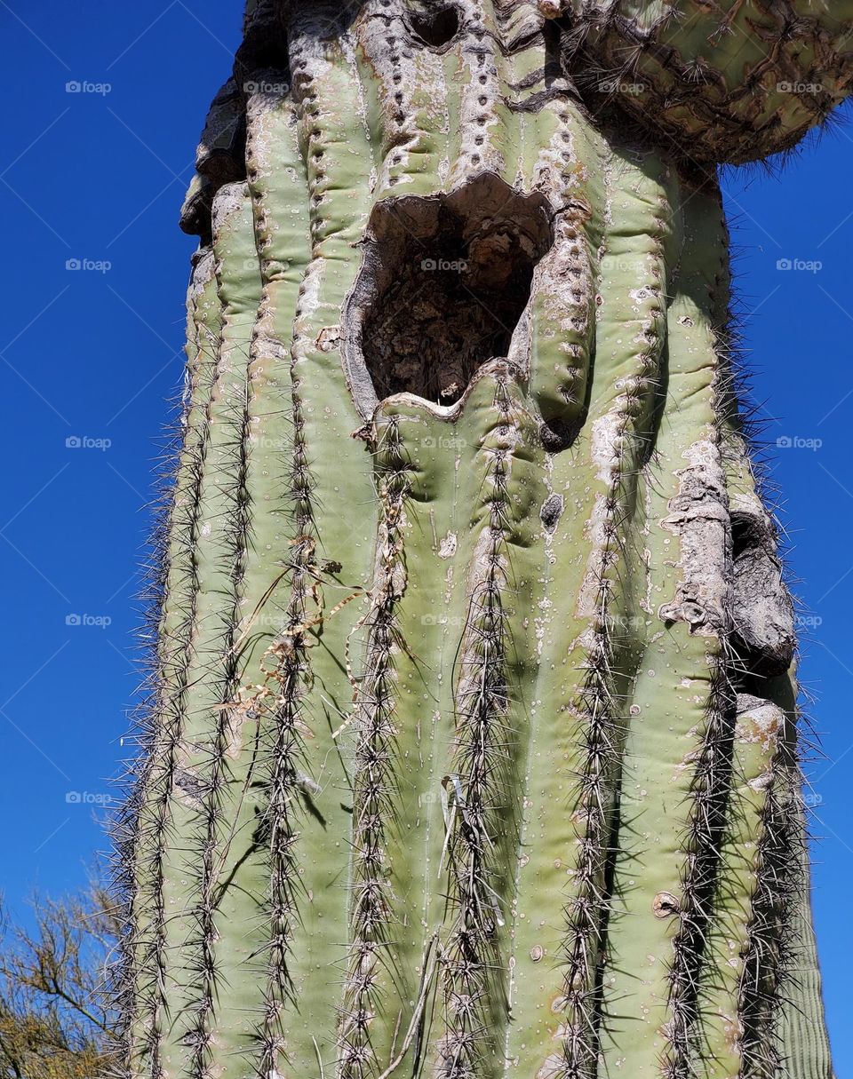 Bird's Nest in a Cactus