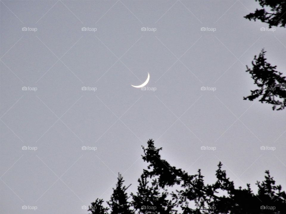 moon over trees
