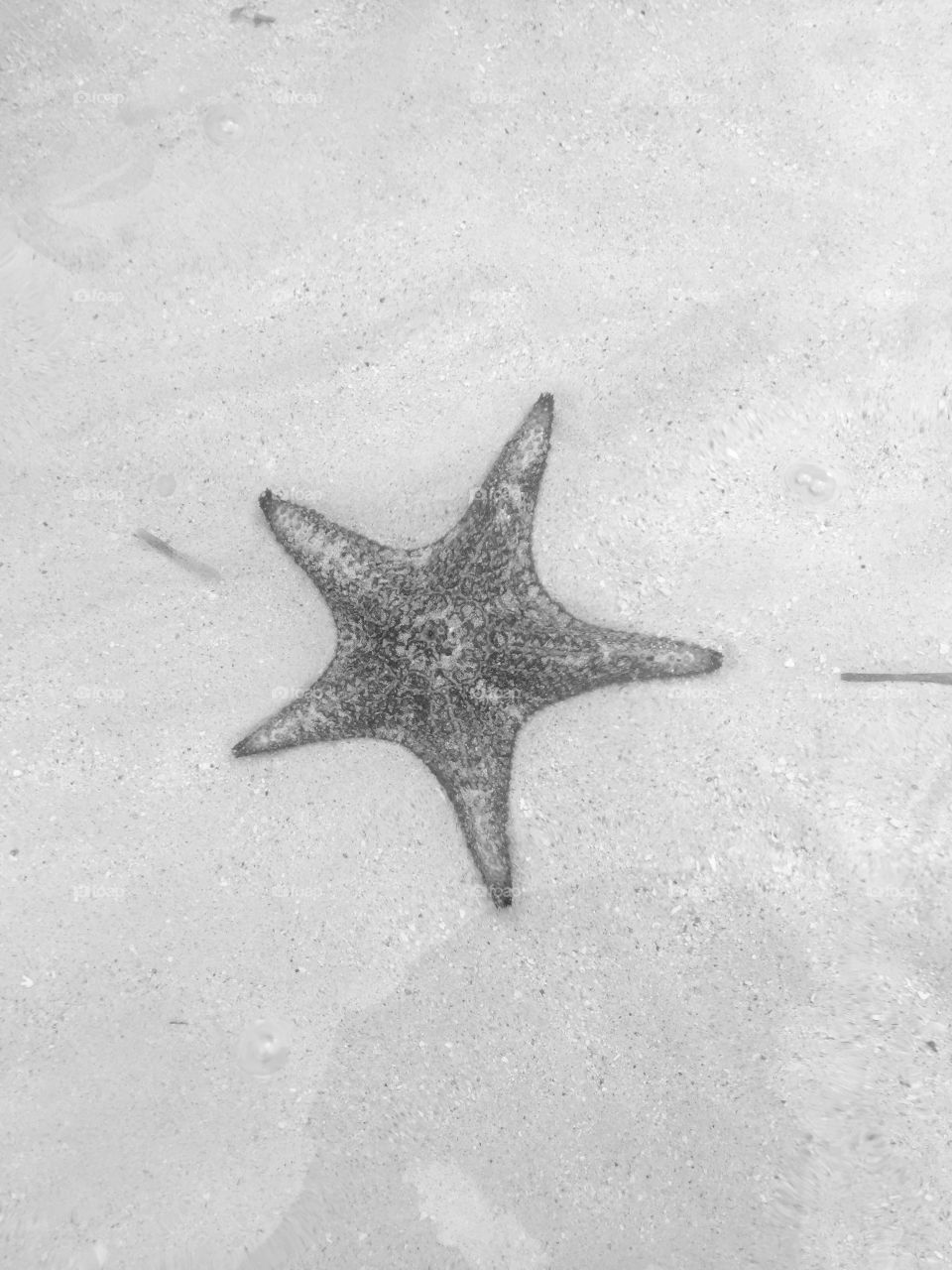 A Cayman starfish 