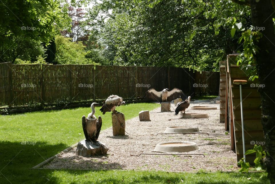 Eagles in a zoo in Belgium