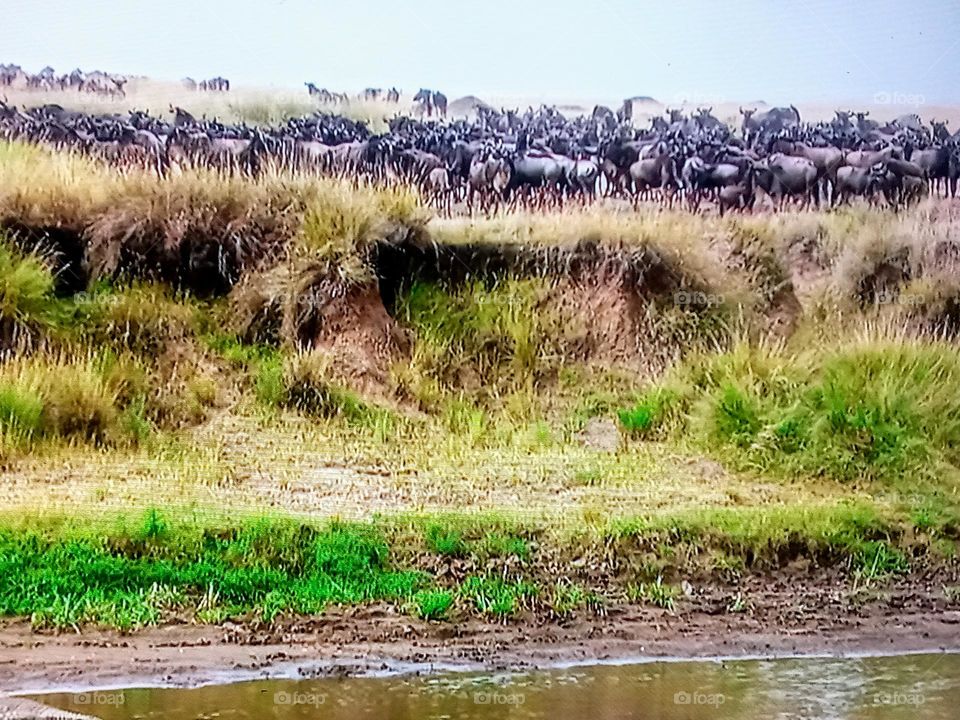 animals in the pasture